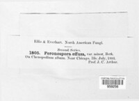 Peronospora effusa image